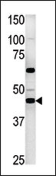 PGK2 Antibody (C-term)