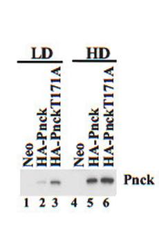PNCK Antibody (C-term)