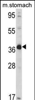 NAGK Antibody (C-term)