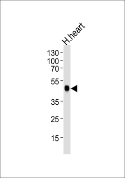 CKMT2 Antibody (N-term)