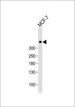 DNA PK (PRKDC) Antibody (C-term)