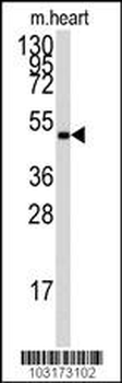 AMPK gamma (PRKAG1) Antibody (Center)