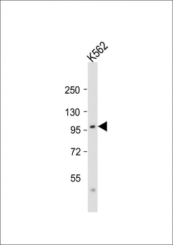 SRPK1 Antibody (N-term)