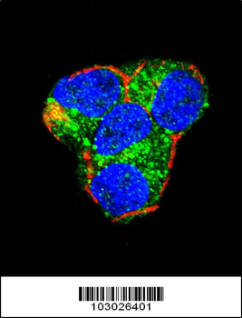 AKT2 Antibody (Center)