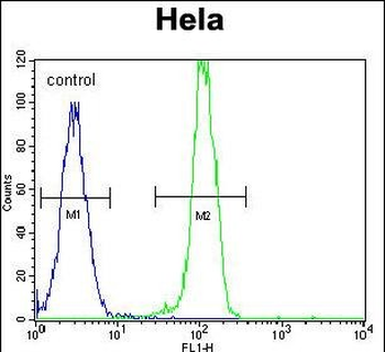 AKT2 Antibody (C-term)