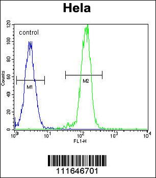 AKT2 Antibody (N-term)