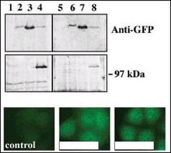 PKC nu Antibody (C-term)
