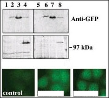 PKC nu Antibody