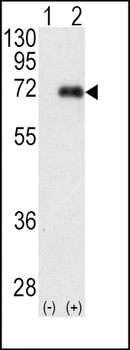 PKC iota Antibody (N-term)