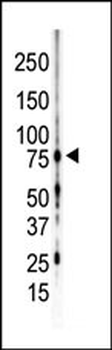 PKC gamma Antibody (C-term)