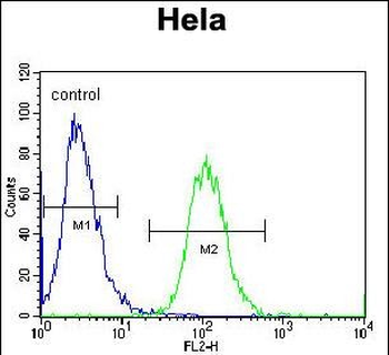 Aurora-A Antibody (C-term)