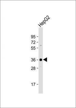 Aurora-C Antibody (N-term)