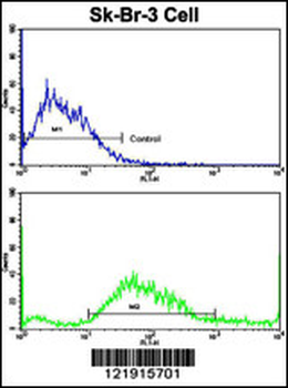 HOMER3 Antibody (Center)