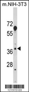 HOMER3 Antibody (Center)
