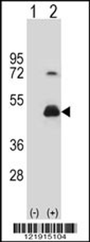 HOMER3 Antibody (Center)
