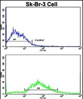 ITGAX Antibody (C-term)