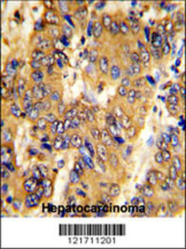 MSRB2 Antibody (Center)