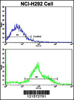 FTO Antibody (N-term)