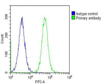 CBS Antibody (Center)