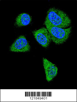C6 Antibody (N-term)