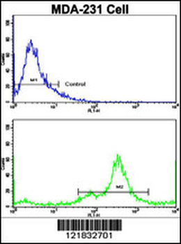 NDRG1 Antibody (N-term)