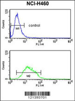 KCNJ2 Antibody (C-term)
