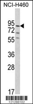 MyoGEF Antibody (N-term)