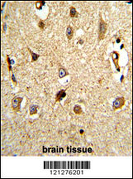 VCP Antibody (C-term)