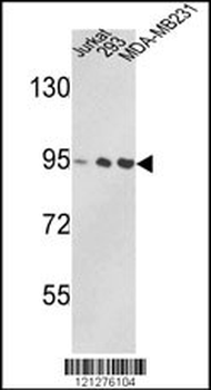 VCP Antibody (C-term)