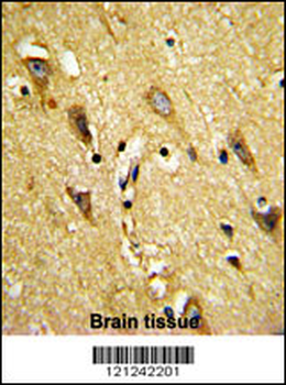 MOBP Antibody (N-term)