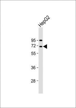 EPS8L3 Antibody (N-term)