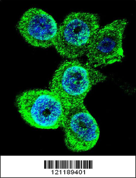GALE Antibody (Center)