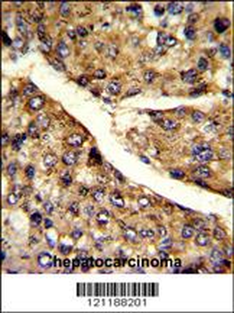 FMO3 Antibody (N-term)