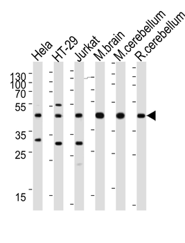 GLUL Antibody (N-term)