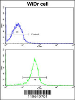 FHL1 Antibody (C-term)