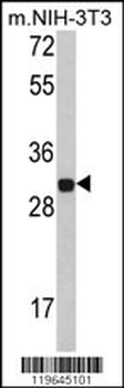 FHL1 Antibody (C-term)