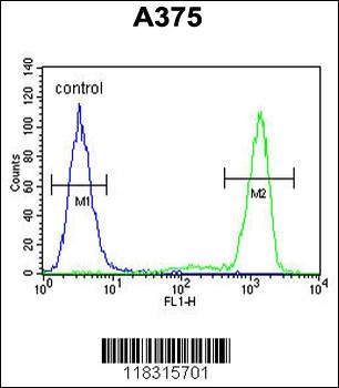 TCPR1 Antibody (N-term)