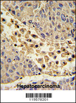 COLEC11 Antibody (N-term)