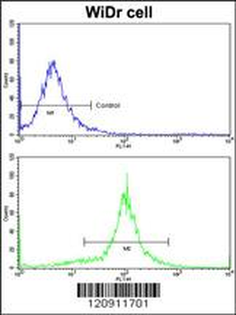 ACADM Antibody (Center)