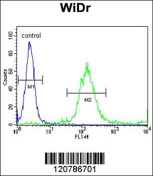 RELA Antibody (N-term)