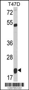 SMAC Antibody (C-term)