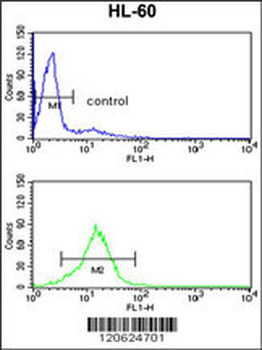 HIP116A Antibody (Center)