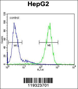 FUCA1 Antibody (Center)