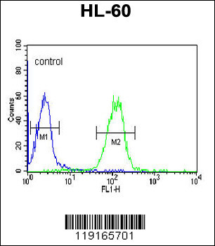 APOL4 Antibody (Center E273)