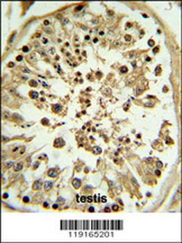 APOL4 Antibody (Center E273)