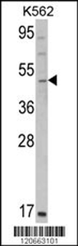 GATA2 Antibody (C-term)