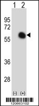 GATA2 Antibody (C-term)
