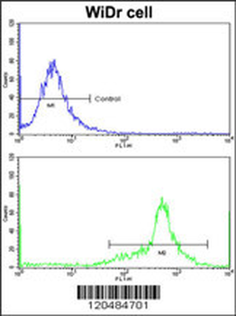 IGFBP6 Antibody (C-term)