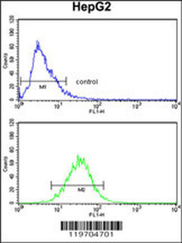 AMT Antibody (N-term)