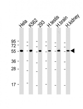 MAPE Antibody (C-term)